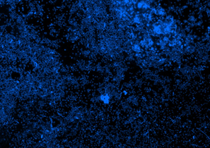 DAPI stained consortia