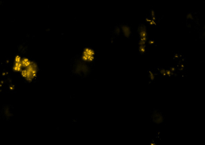 NSO 190 (β Ammonia Oxidizers)