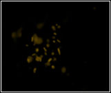 Ntspa 712 (Phylum Nitrospira)